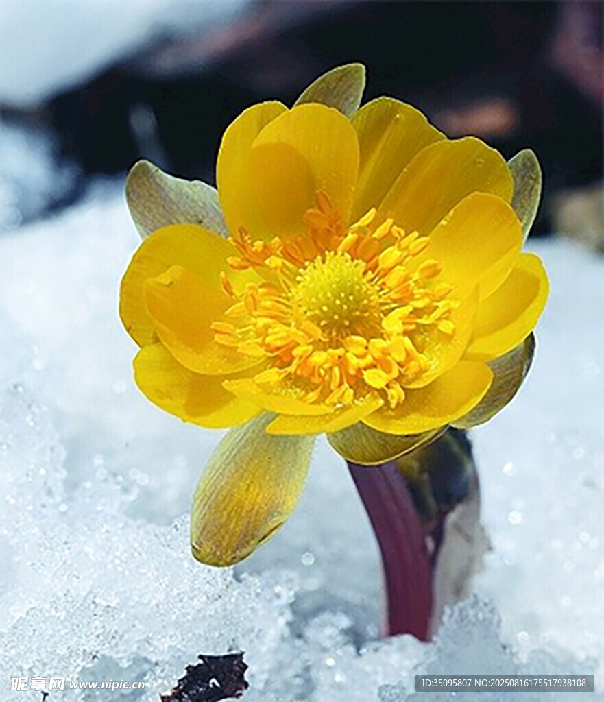 雪上绽放的黄色冰凌花