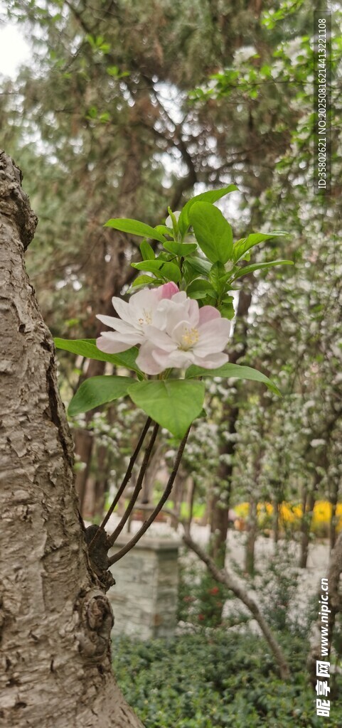 绽放的木兰花