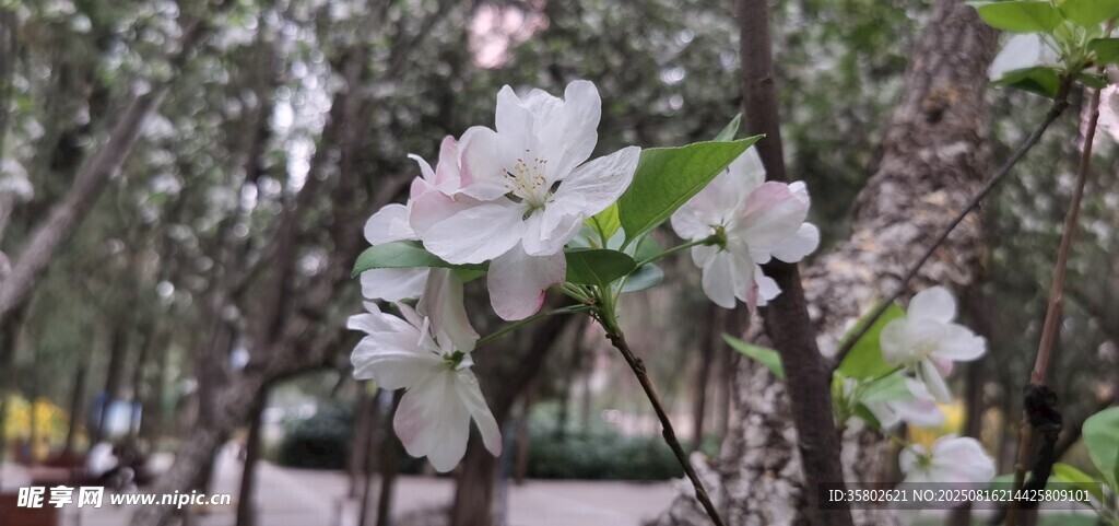 春日绽放的洁白繁花