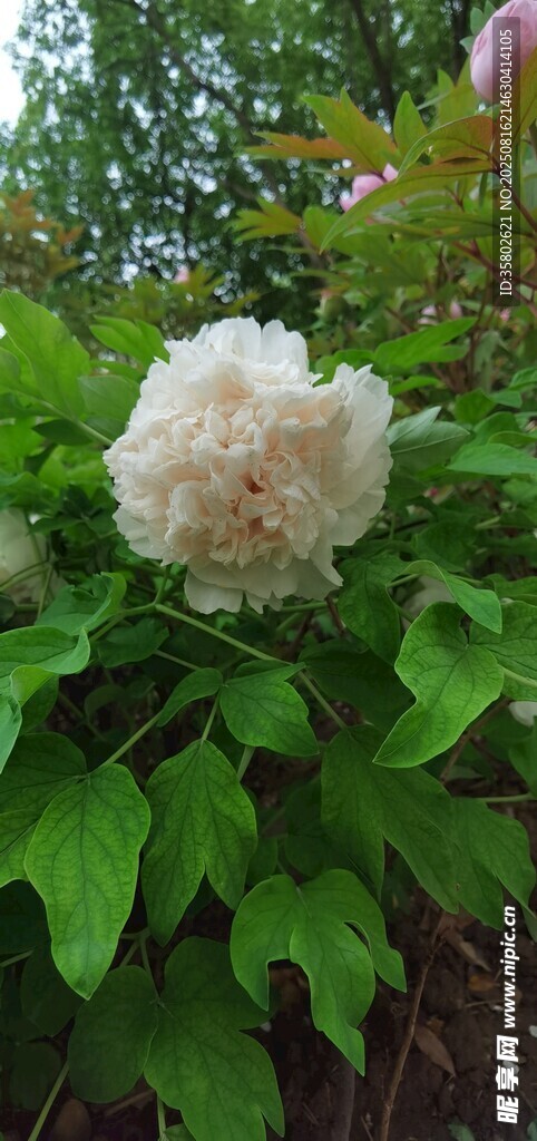盛开的白色牡丹花