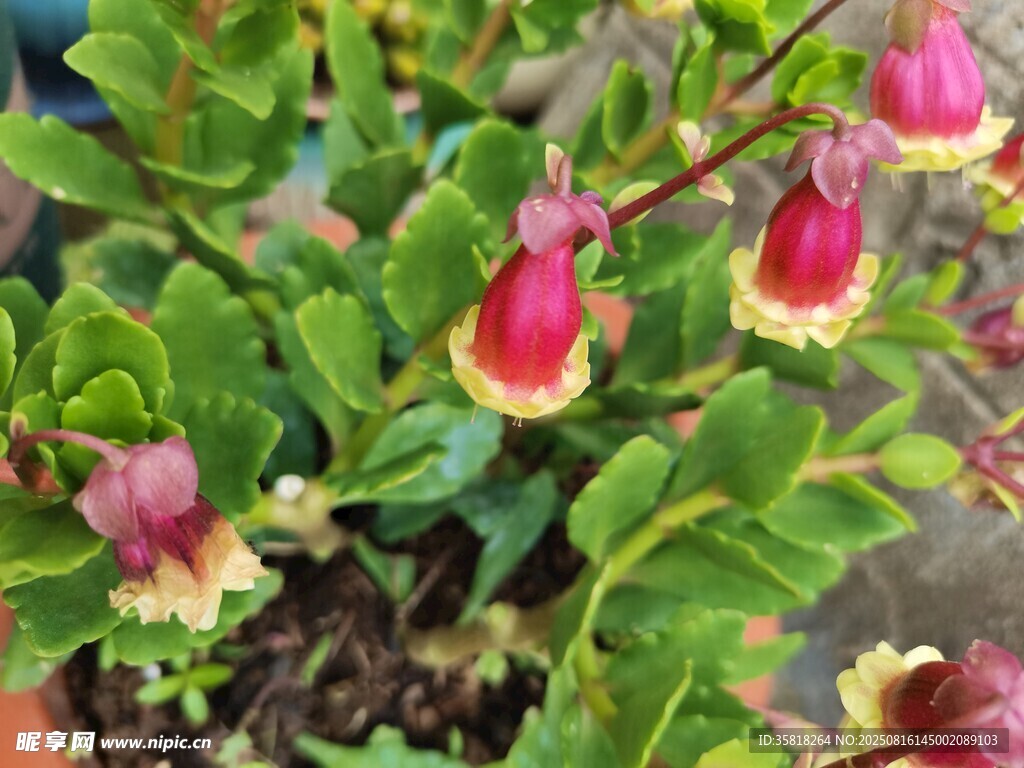 娇艳奇特 垂花 宫灯长寿花