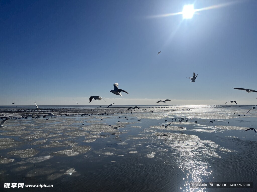 蓝天大海  海鸥