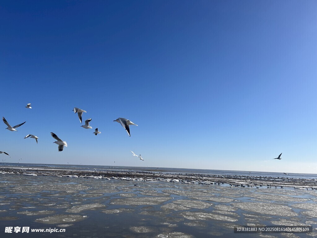 海鸥与大海
