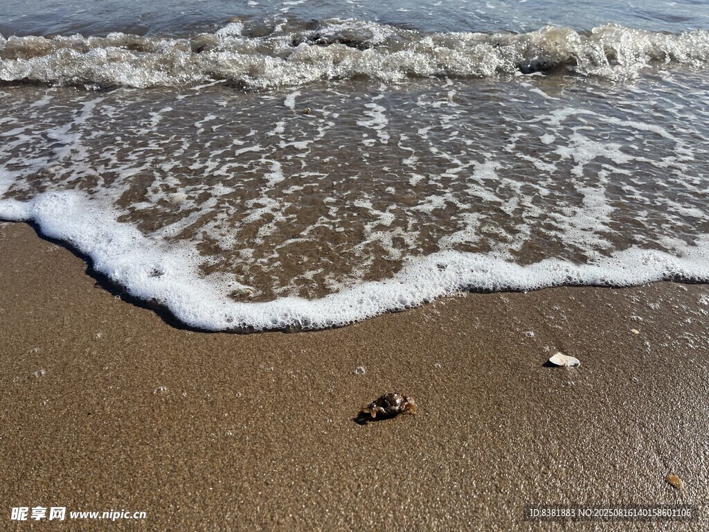 大海  沙滩  海边螃蟹  