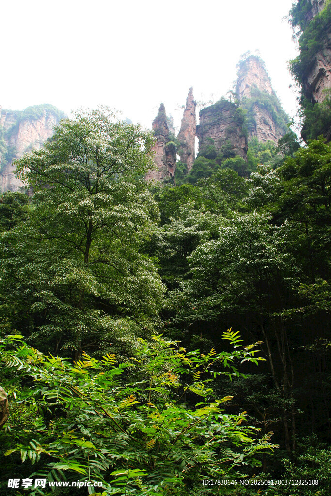 张家界茂密山林奇峰景观