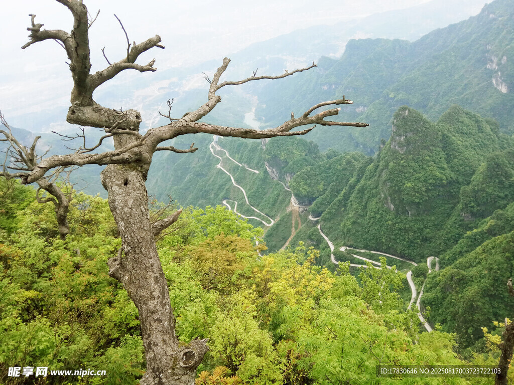 山间枯树立于葱郁山林间