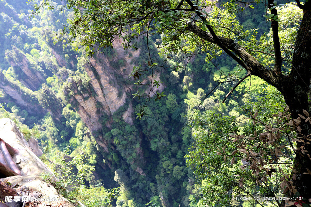 山间翠树伴峭壁