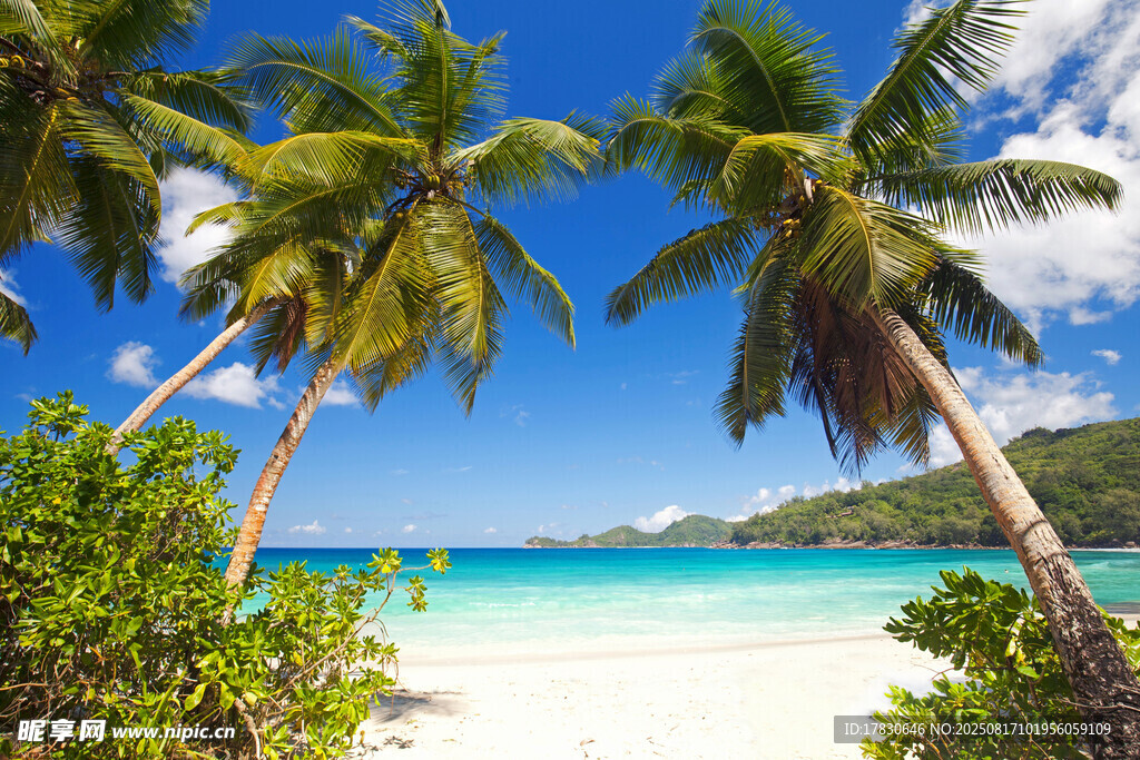 热带海滩椰林美景