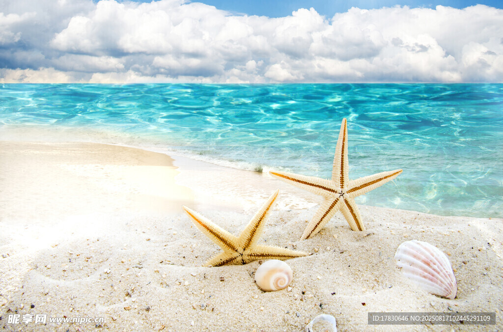 海滩上的海星与贝壳