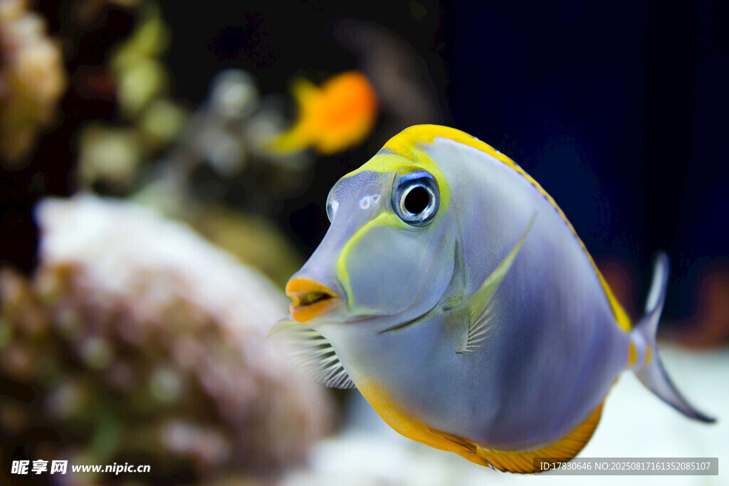 美丽热带海水鱼特写