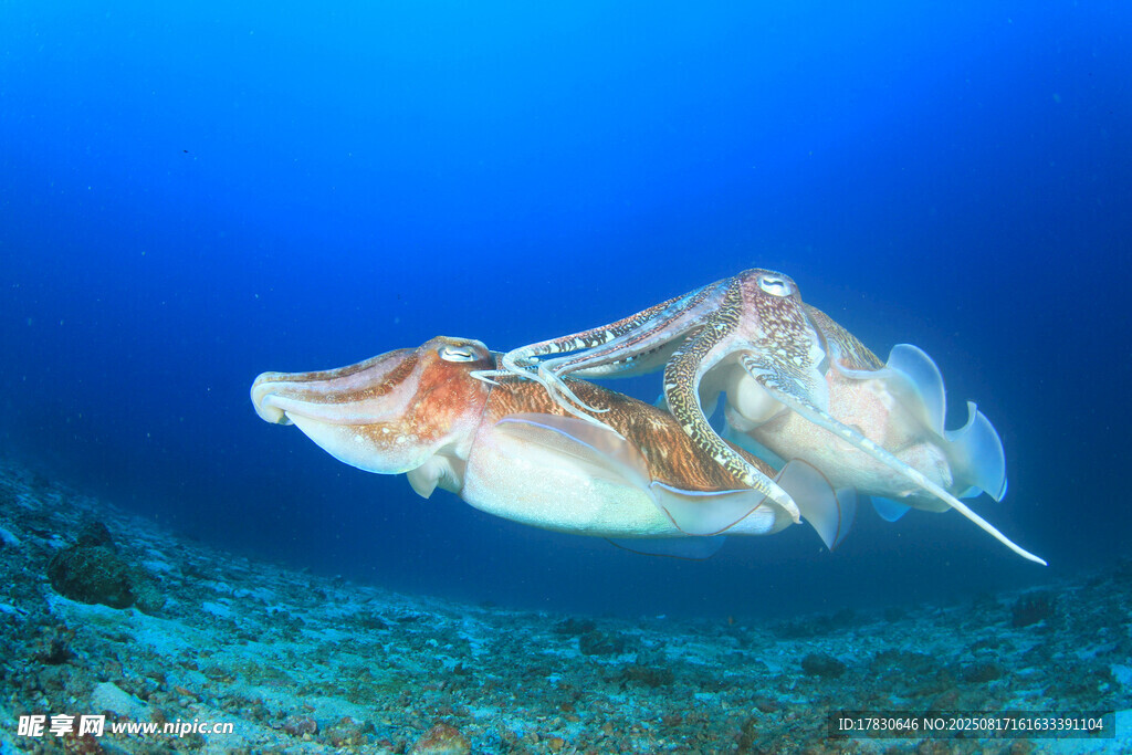 海底奇特生物