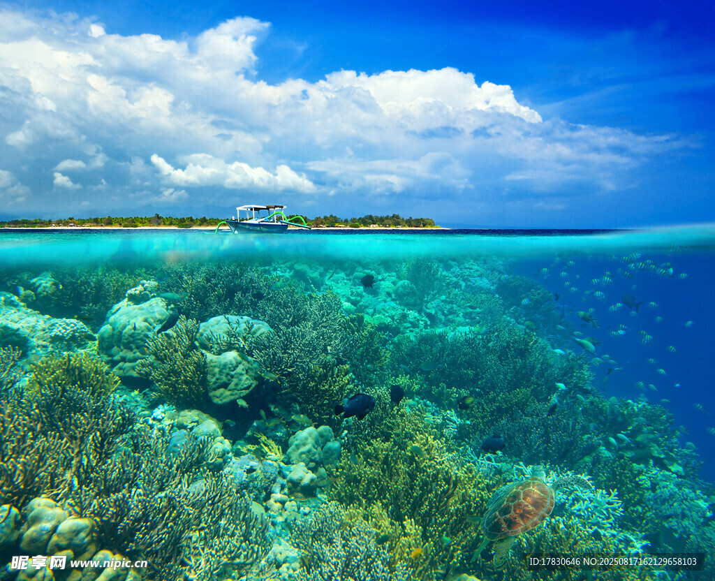 海底珊瑚美景