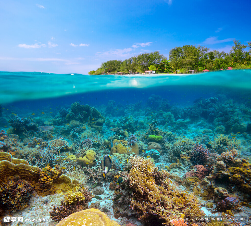 海底珊瑚美景