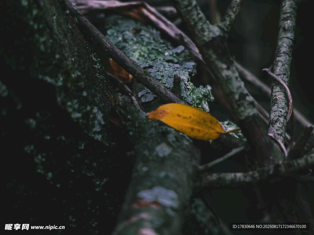 树枝上的黄色叶片