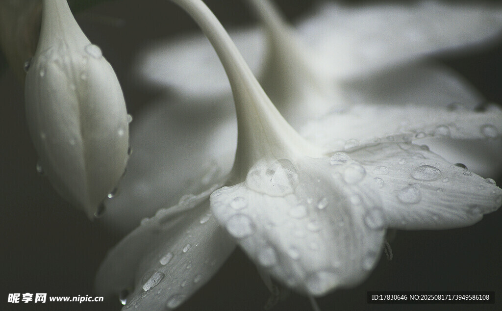 带露白花瓣特写