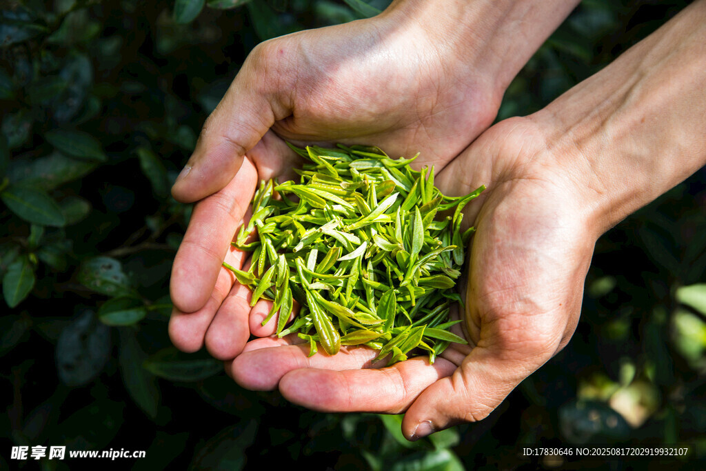 手中鲜嫩茶叶