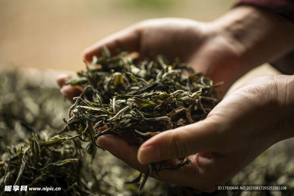 双手捧起鲜嫩茶叶