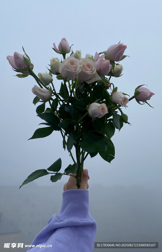玫瑰花