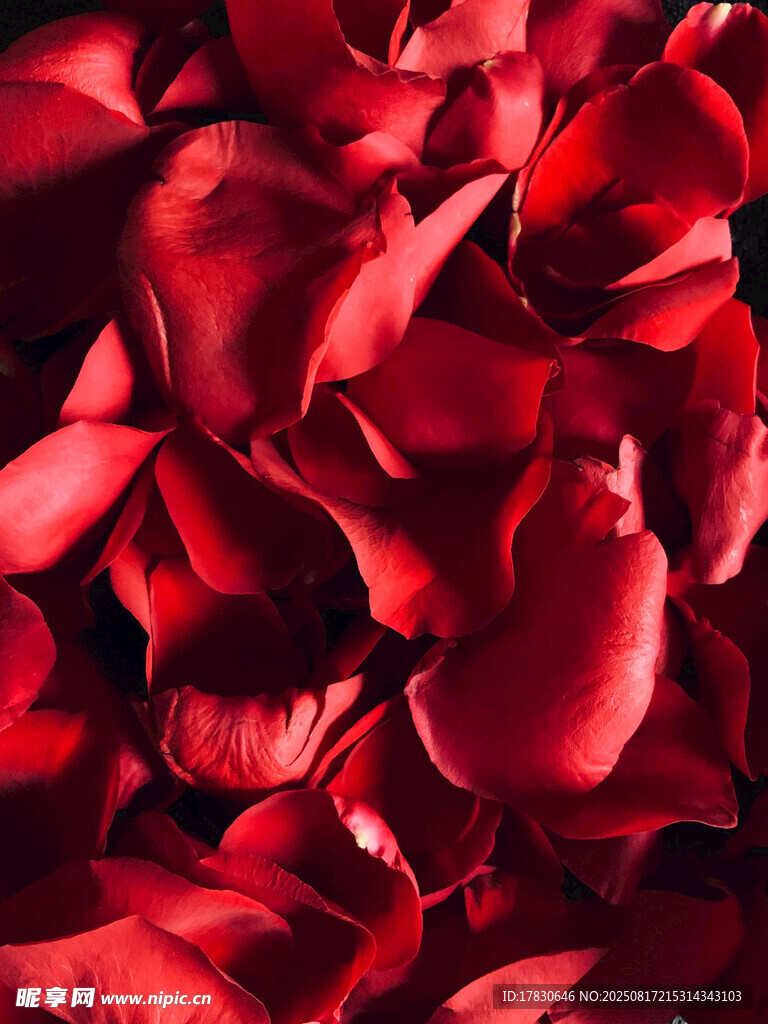 浪漫红玫瑰花瓣特写