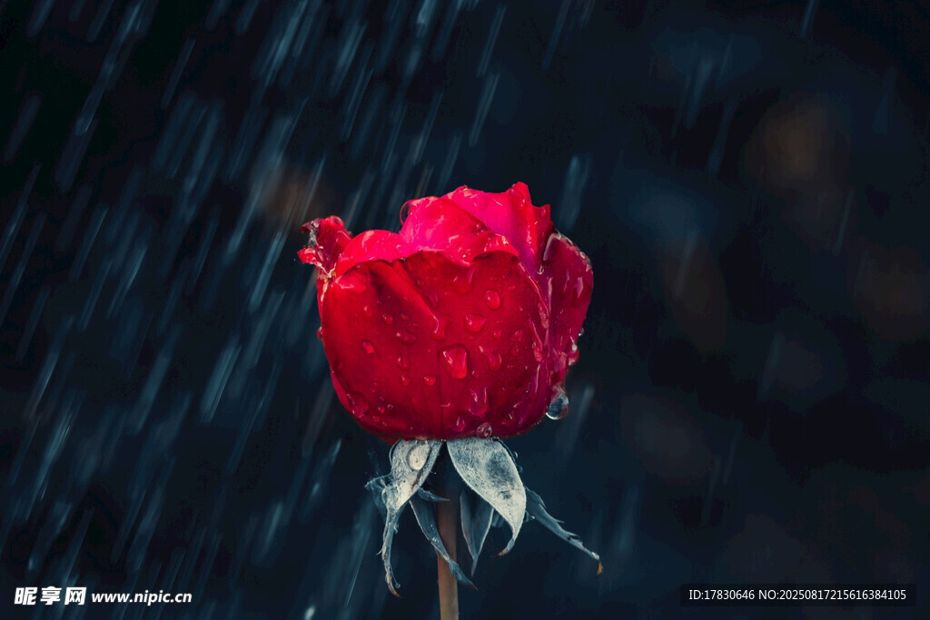 雨中娇艳红玫瑰