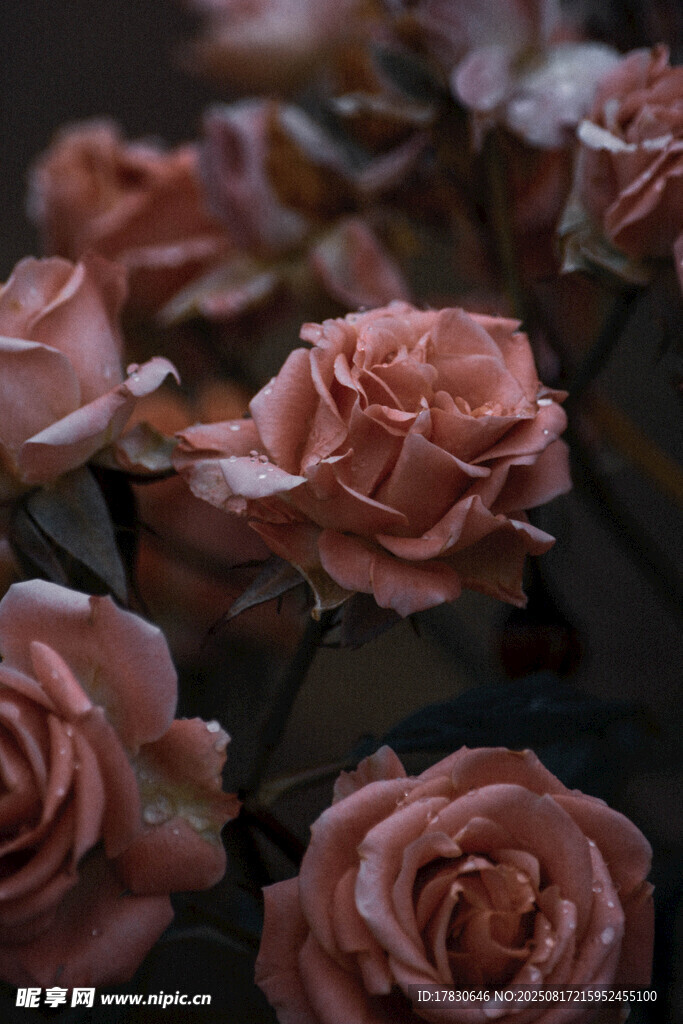 粉色玫瑰花束特写