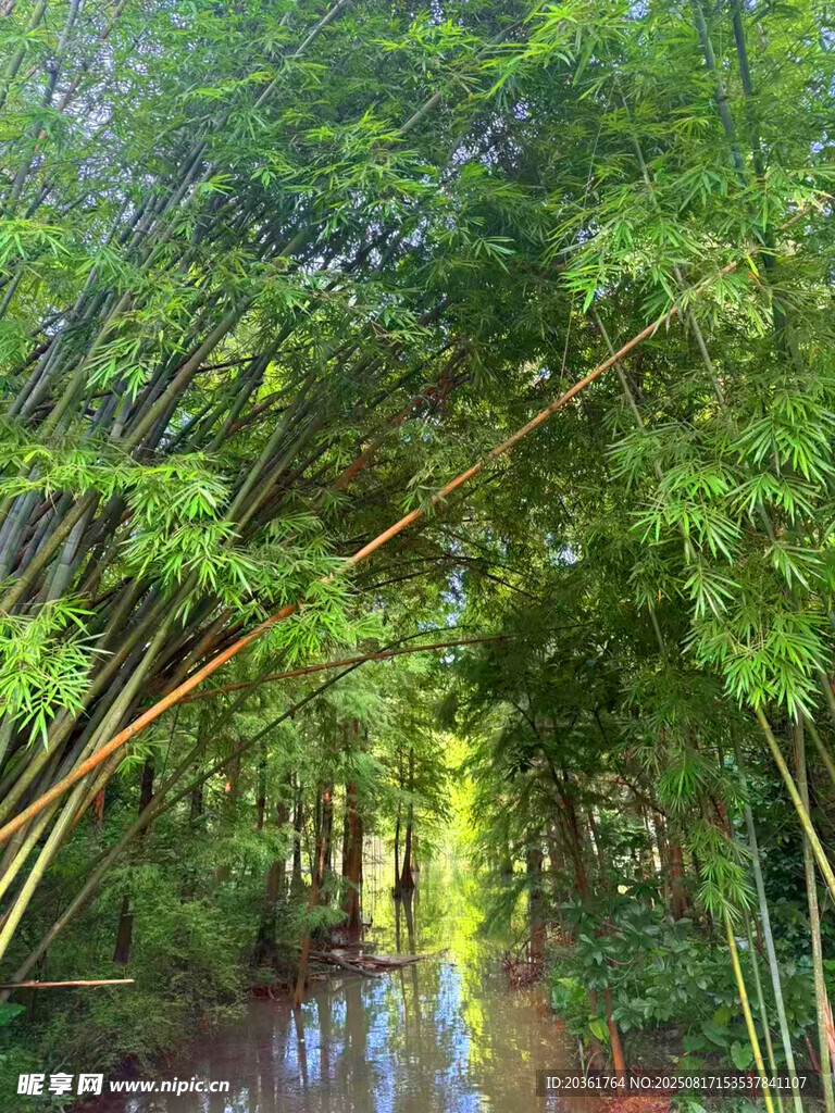 清幽竹林间的静谧小道