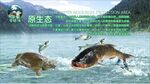 生态鱼  水库鱼  深水鱼