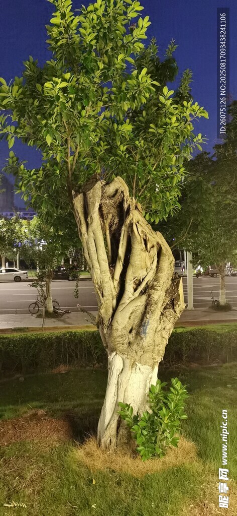 古老树桩夜色下的自然印记