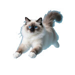 免抠PNG透明底布偶猫宠物猫
