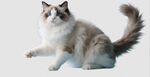 免抠PNG透明底布偶猫宠物猫