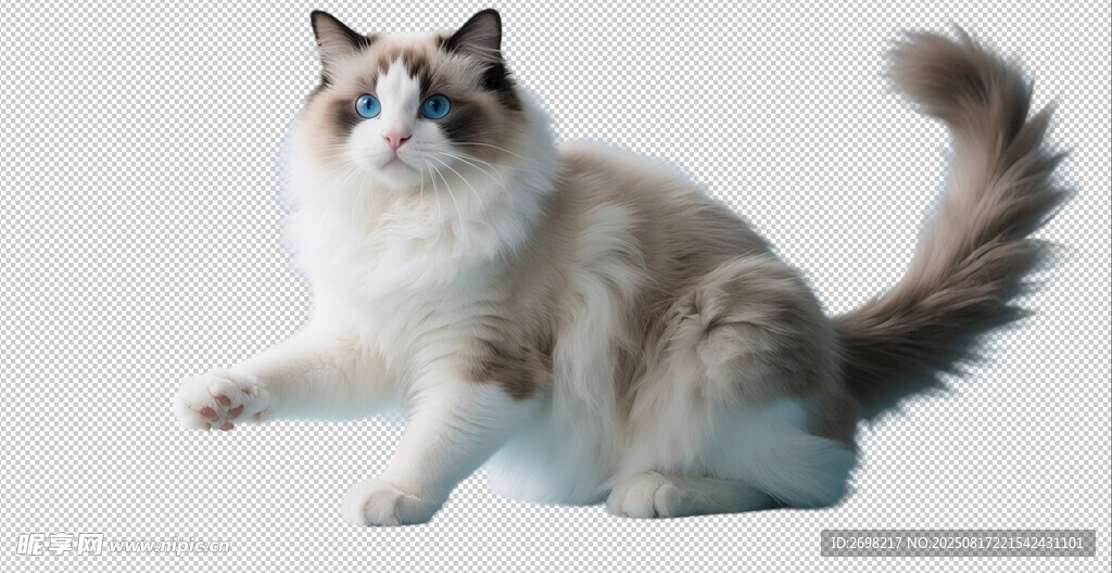 免抠PNG透明底布偶猫宠物猫
