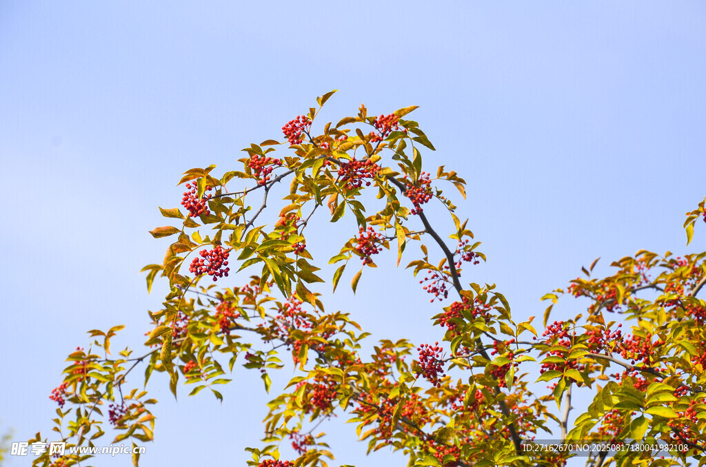 花椒树