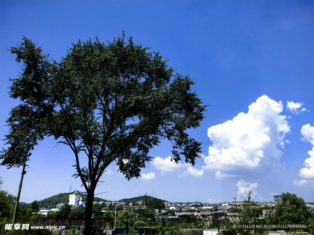 蓝天绿树风景图