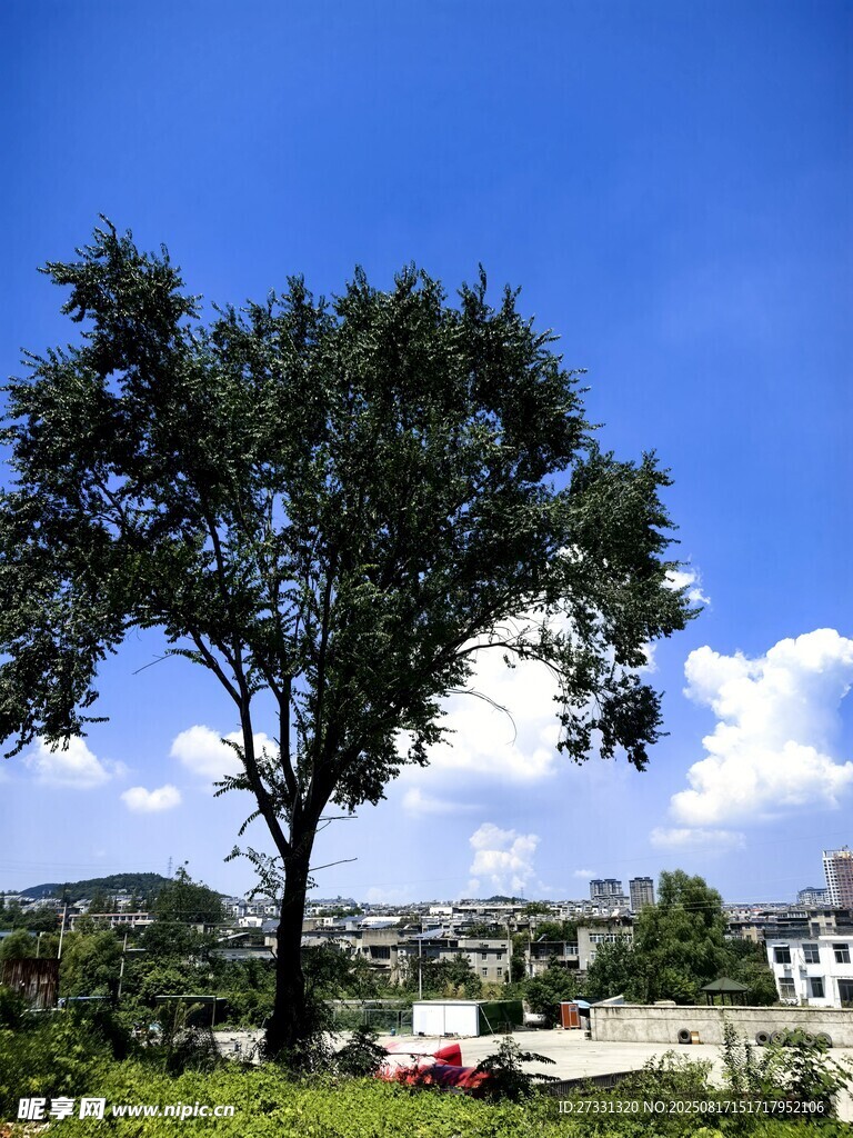 蓝天绿树旁的宁静景致