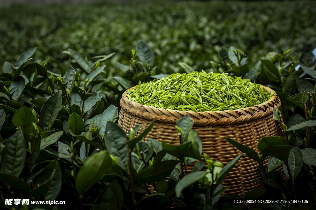 茶园中竹筐盛放鲜嫩茶叶