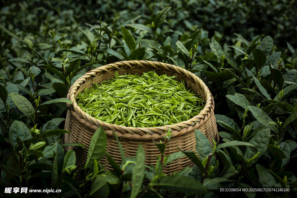竹筐盛新茶于茶园间