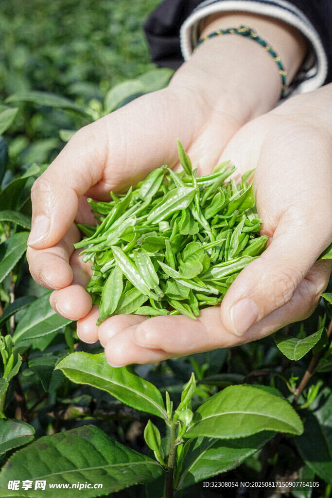 手捧鲜嫩茶叶