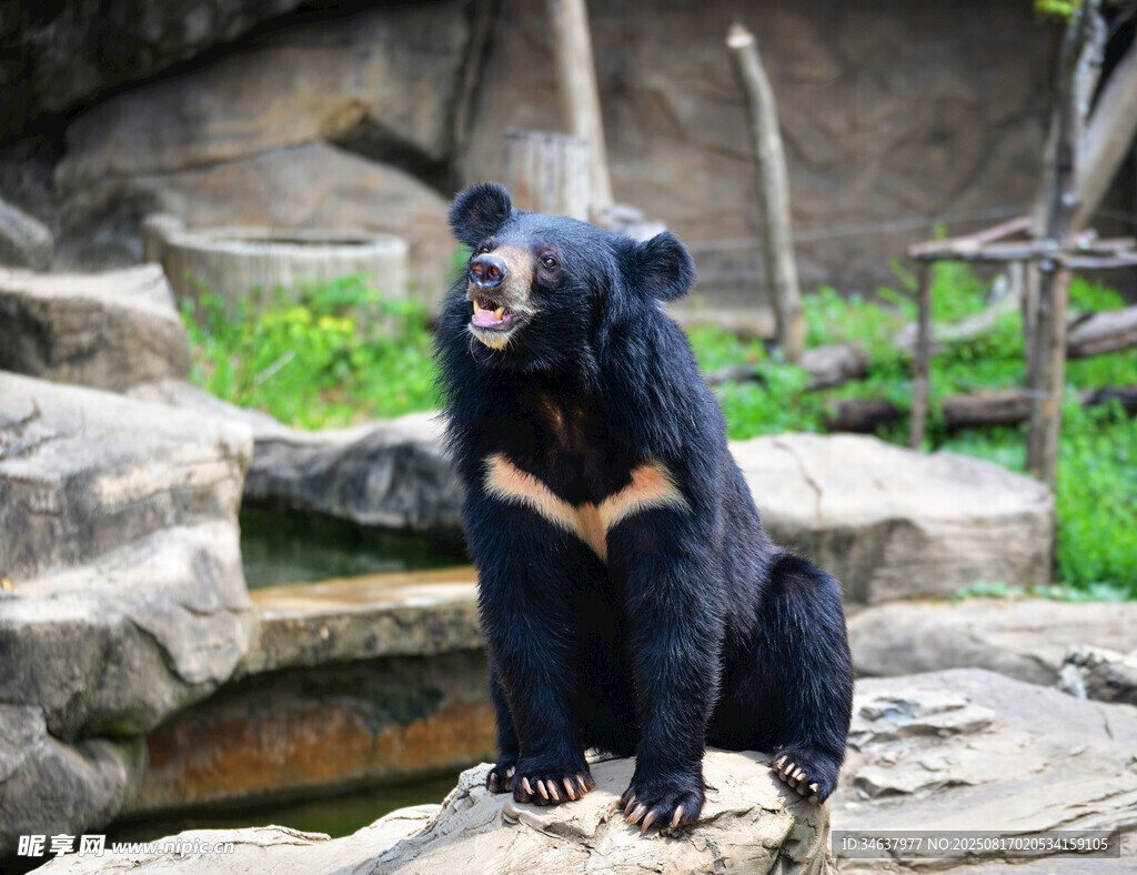 坐于石上的黑熊