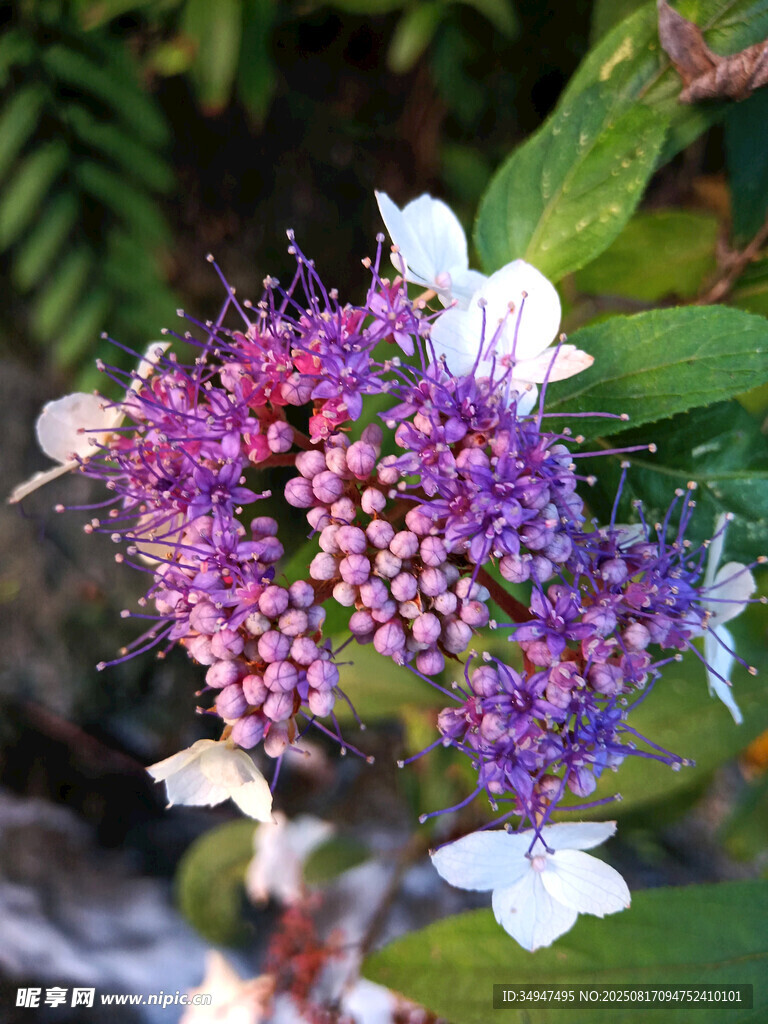 紫色绣球花绽放