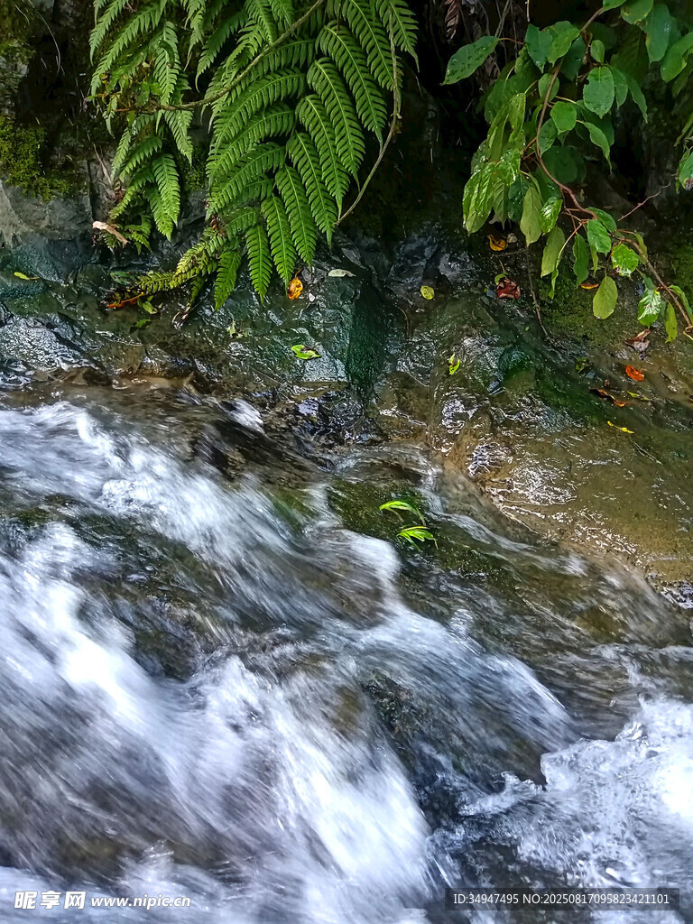 山间溪流潺潺流淌