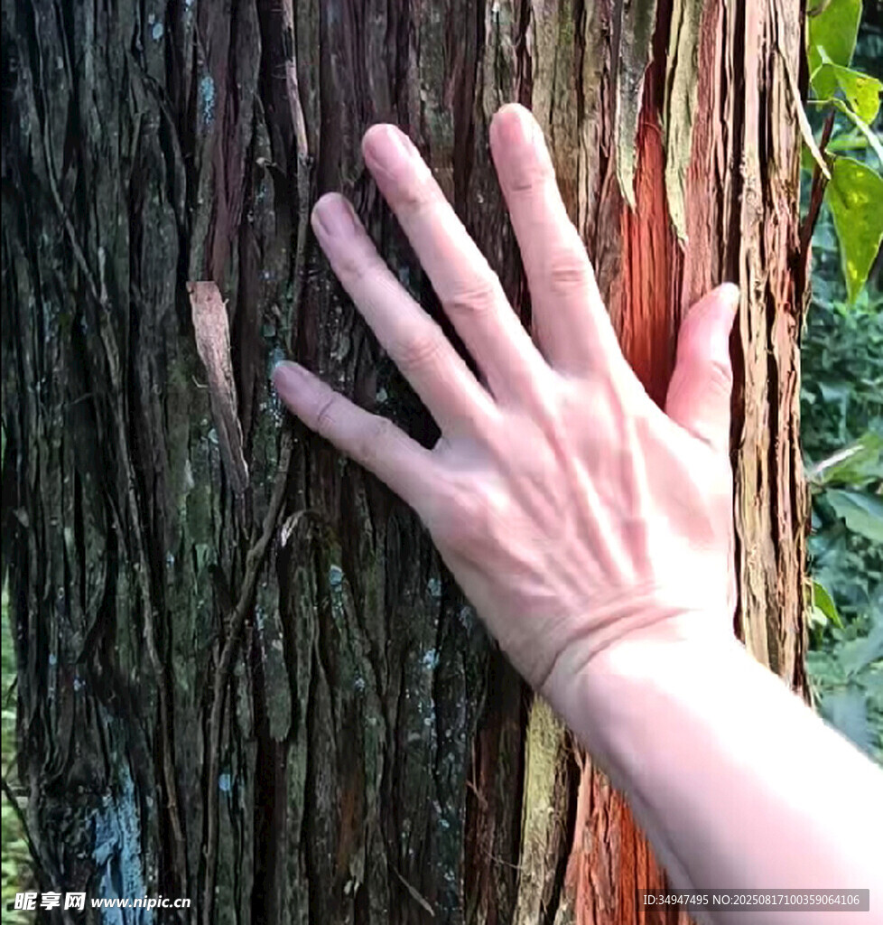 手触树皮感受自然纹理