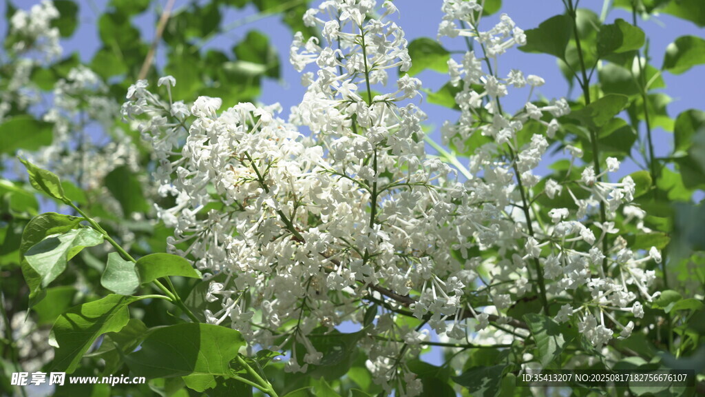 白丁香花簇