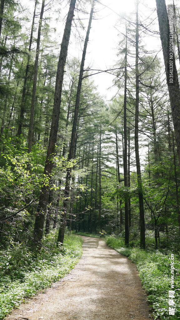 林间小路