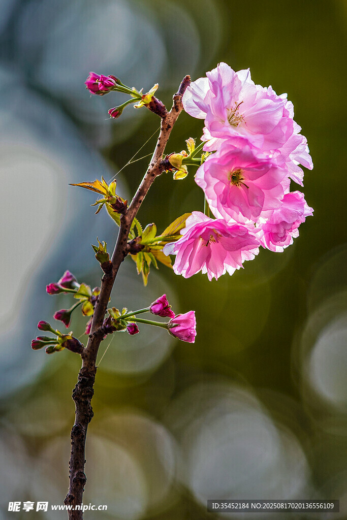 樱花