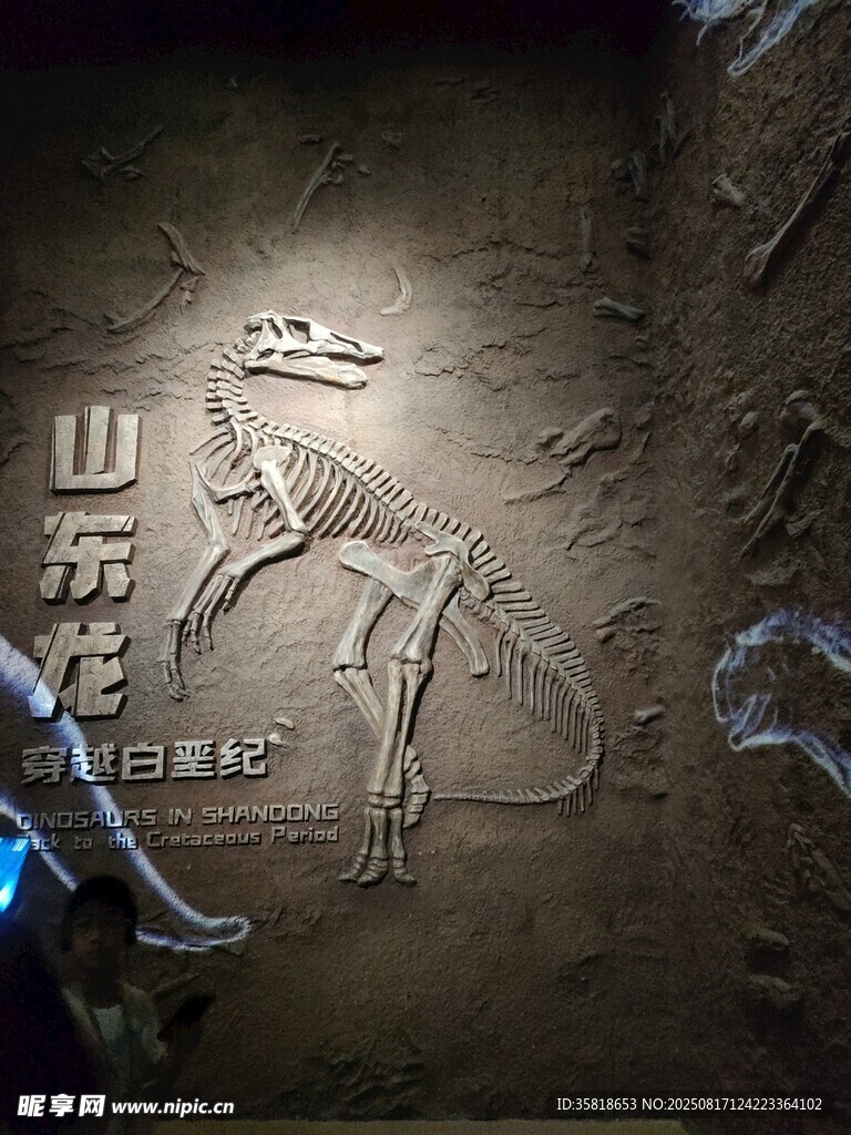 博物馆 恐龙浮雕