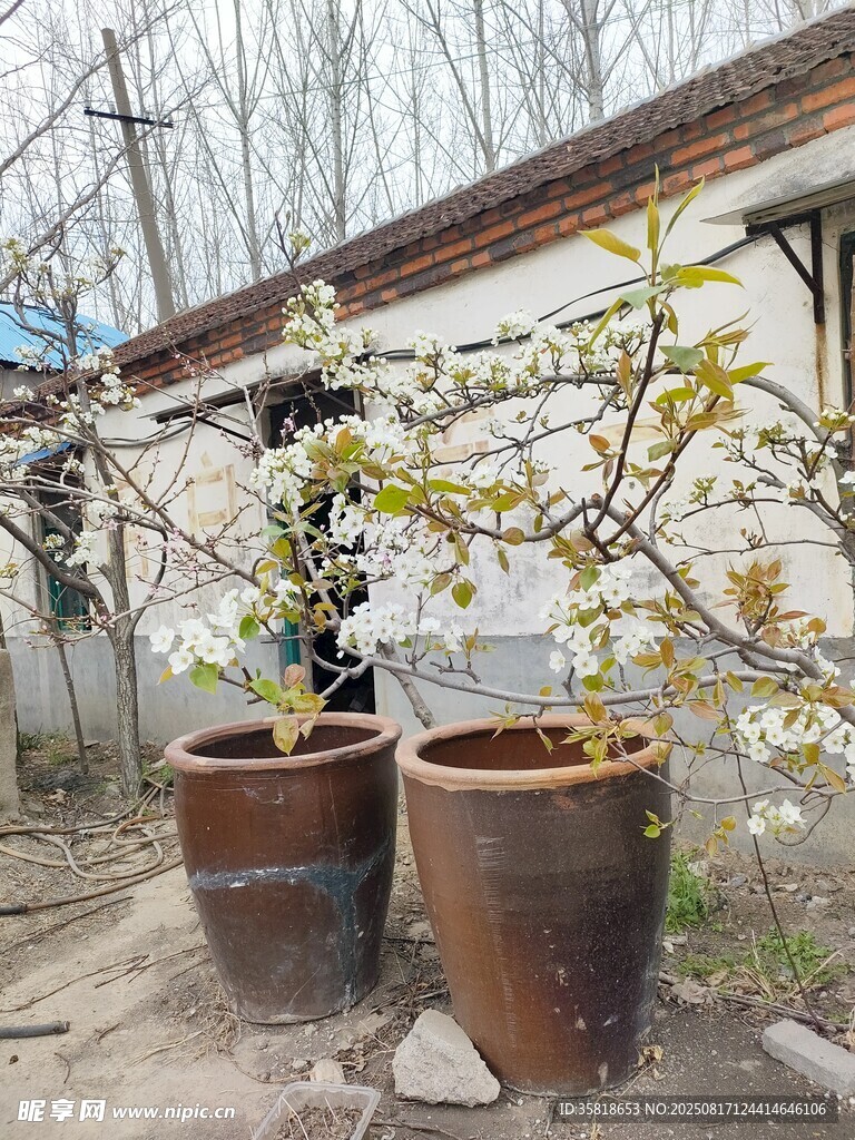 花卉