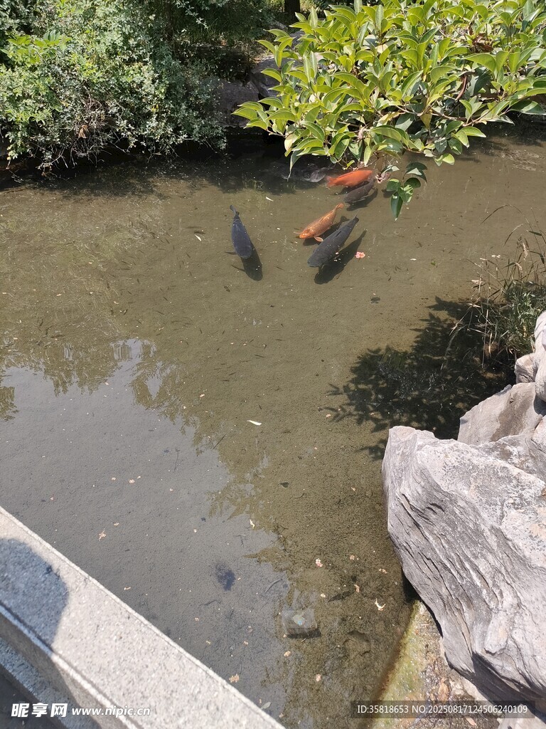 池塘锦鲤 鲤鱼