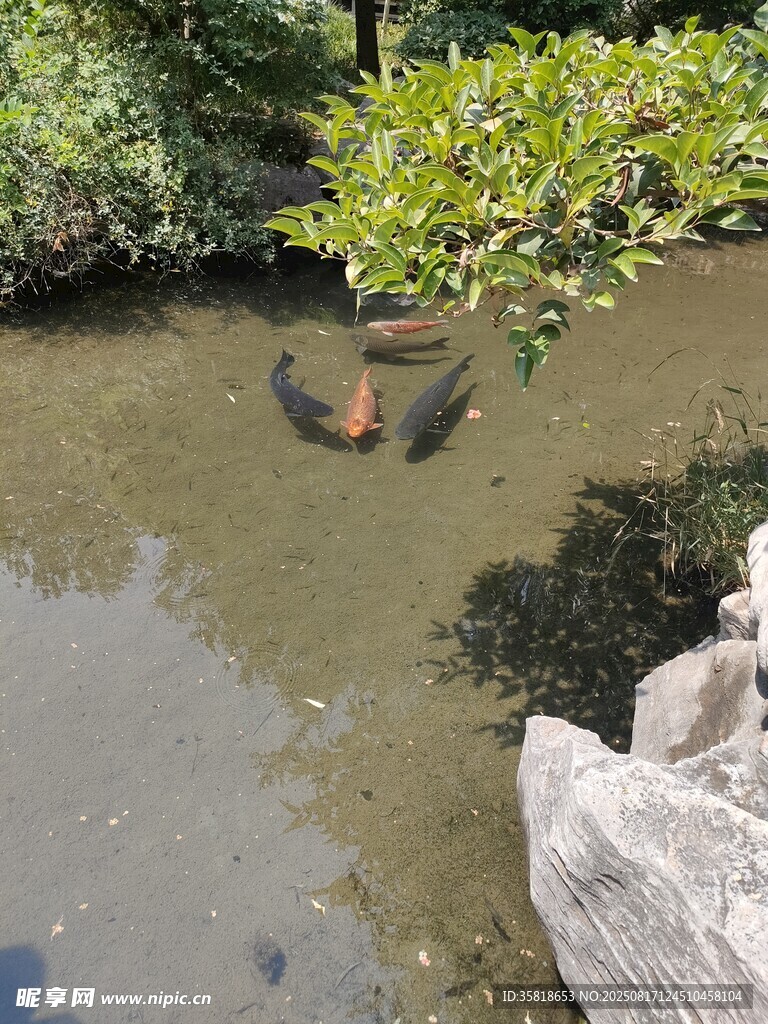 锦鲤 鲤鱼