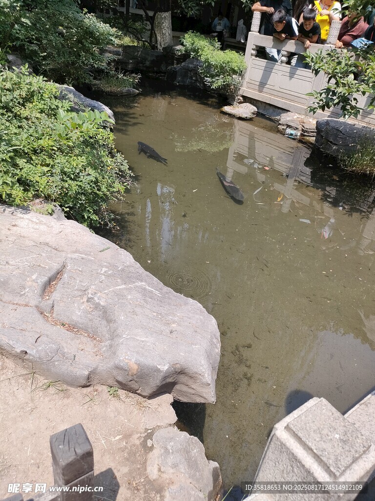 锦鲤 鲤鱼