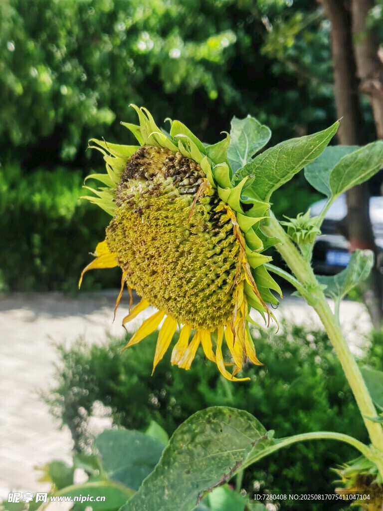绽放的向日葵